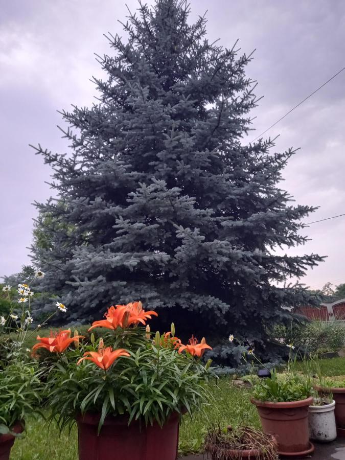 Casa Mihai Purcareni Exteriör bild